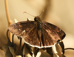 Erynnis funeralis
