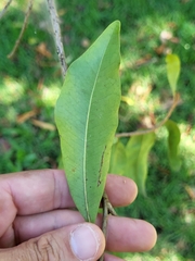 Sideroxylon salicifolium