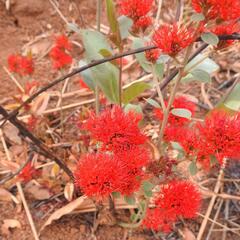 Combretum platypetalum