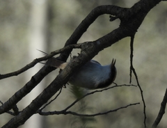 Aphrastura spinicauda