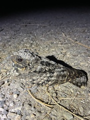 Phalaenoptilus nuttallii