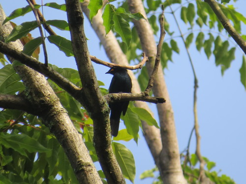 iNaturalist image