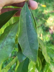 Sideroxylon salicifolium