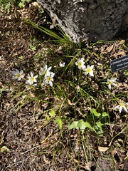 Zephyranthes candida