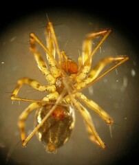 Lepthyphantes leprosus