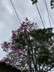 Handroanthus heptaphyllus