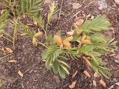 Cryptosepalum maraviense