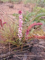 Cryptosepalum maraviense