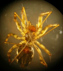 Lepthyphantes leprosus