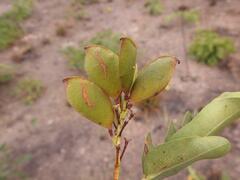 Cryptosepalum maraviense