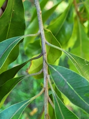 Sideroxylon salicifolium