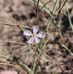 Lygodesmia juncea