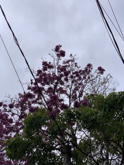 Handroanthus heptaphyllus