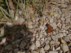Nymphalis xanthomelas