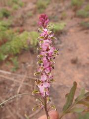 Cryptosepalum maraviense
