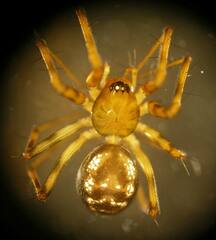 Lepthyphantes leprosus