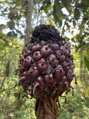 Etlingera elatior