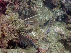 Symphodus ocellatus