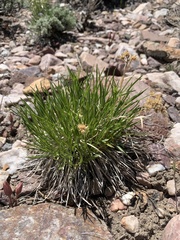 Petradoria pumila