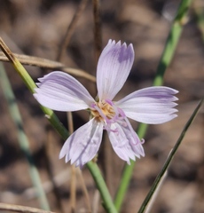 Lygodesmia juncea