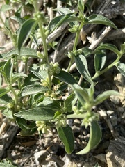 Ditaxis serrata