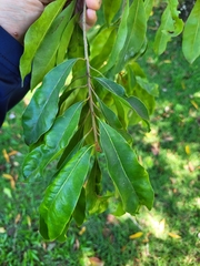 Sideroxylon salicifolium