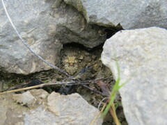 Gelastocoris oculatus