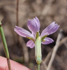 Lygodesmia juncea