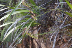 Polygala bracteolata