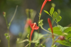Ipomoea hederifolia