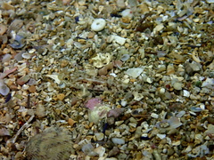 Pomatoschistus pictus