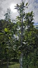 Magnolia odora