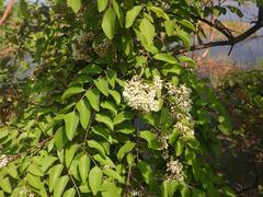 Dalbergia boehmii