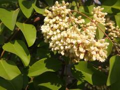 Dalbergia boehmii