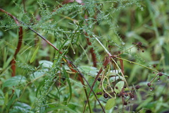 Scirpus atrovirens