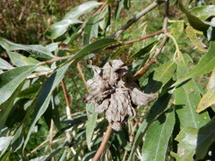 Rabdophaga rosaria