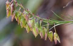 Polygala bracteolata