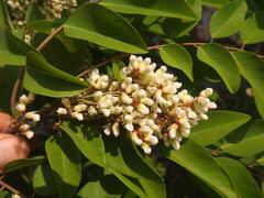 Dalbergia boehmii