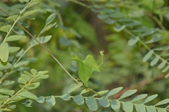 Ipomoea hederifolia