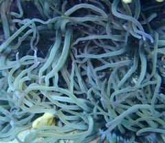 Heteractis crispa
