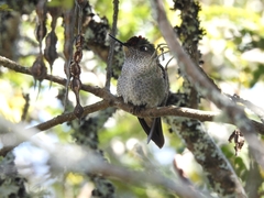 Sephanoides sephaniodes