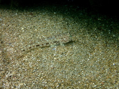 Gobius geniporus
