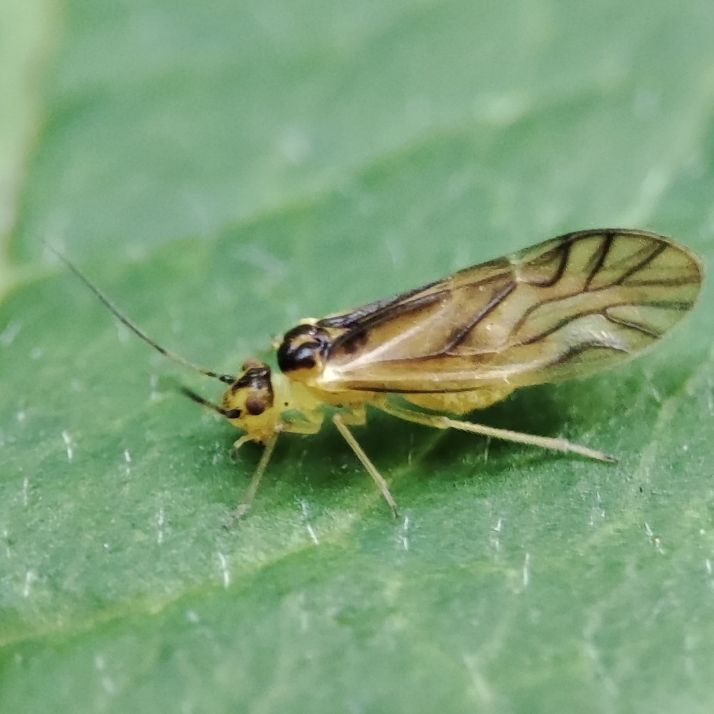 yellow barklouse, photo 1 of 9
