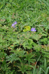 Geranium pratense
