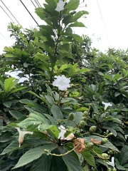 Cordia superba