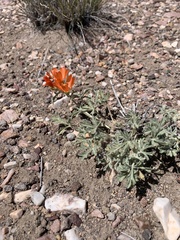 Sphaeralcea grossulariifolia