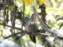 Sephanoides sephaniodes