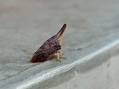 Aconophorini