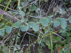 Kickxia elatine