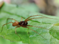 Linyphiidae